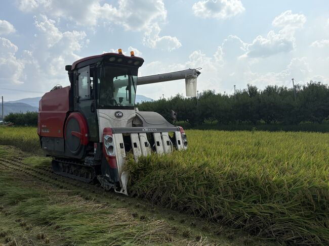 경산시, 올해 첫 벼 수확…‘한장군 쌀’ 본격 출하