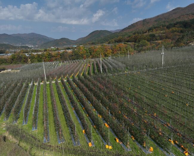 경북도, 전국 13지구 중 12개 지구 선정 ‘과실전문생산단지 기반조성’ 최다 쾌거